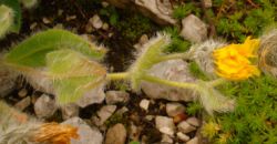 2013-08-18_Regina-F-Rau_Schachen_Blumen  (041).JPG